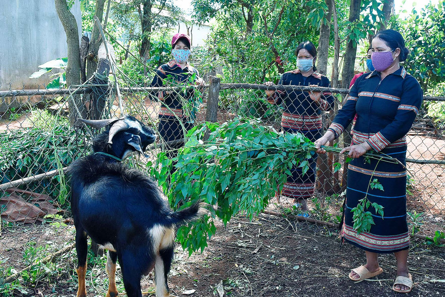 7.Chị Hngenh (làng Róh) chia sẻ: “Gia đình tôi thuộc diện hộ nghèo. Nhờ sự quan tâm của Chi hội phụ nữ, tôi được hỗ trợ 30 kg thóc, giúp gia đình vượt qua khó khăn trong mùa dịch này”.
