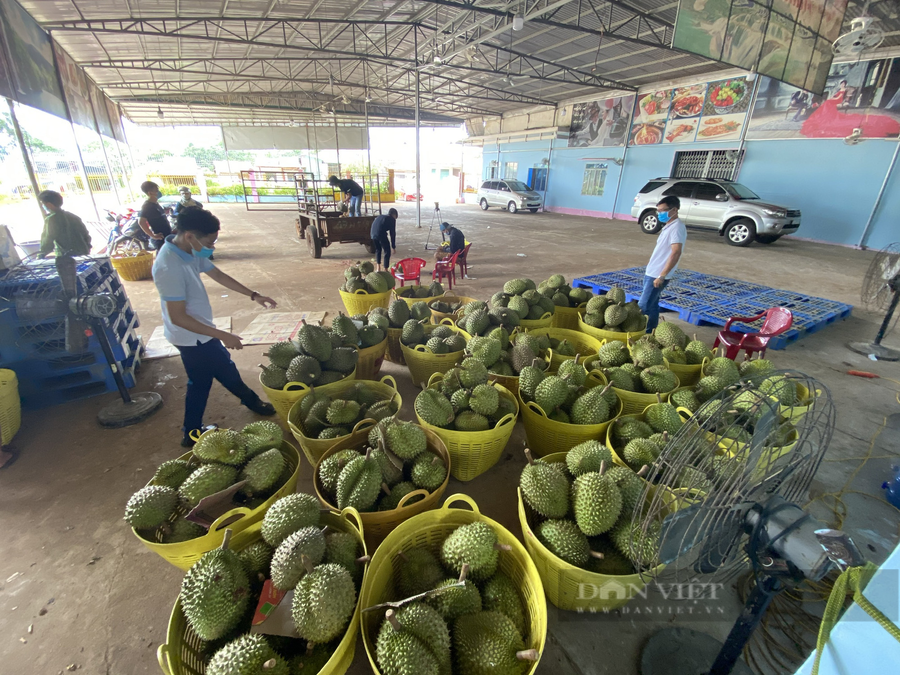 Giá trị doanh thu của loại quả này đạt khoảng 1.250 – 1.650 tỷ đồng/ năm. Ảnh: Ngọc Giàu