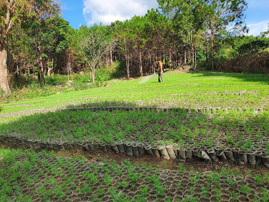 Vườn ươm thông trên núi Chư Jú. Ảnh: Hoành Sơn