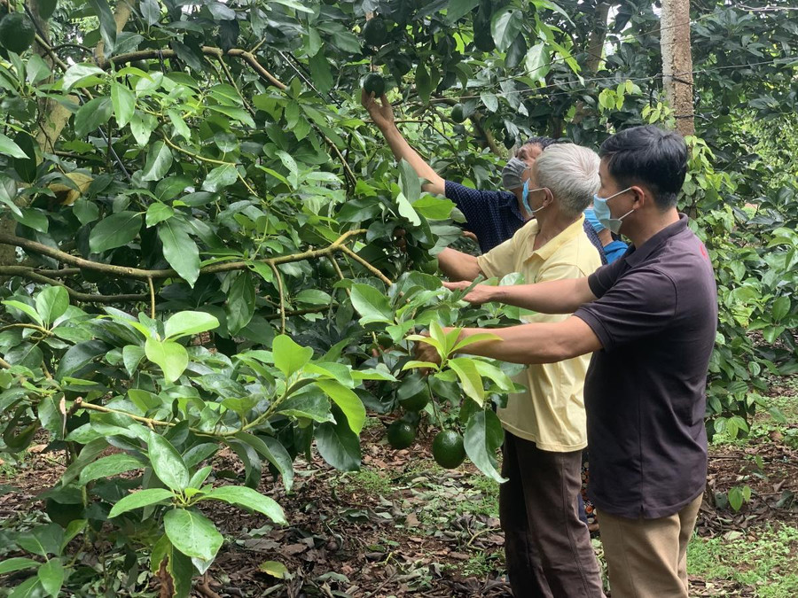 Vườn bơ Booth của gia đình ông Dương Xuân Tình (thôn Bình An, xã Dliê Ya, huyện Krông Năng, tỉnh Đắk Lắk) chỉ lưa thưa vài quả. Vườn bơ Booth của gia đình ông Dương Xuân Tình (thôn Bình An, xã Dliê Ya, huyện Krông Năng, tỉnh Đắk Lắk) chỉ lưa thưa vài quả.