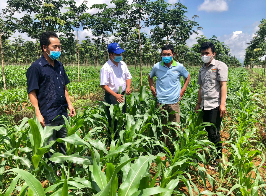 Ông Nguyễn Thế Minh (bìa phải)-Giám đốc Hợp tác xã dịch vụ nông nghiệp Nghĩa Hòa (huyện Chư Păh) giới thiệu mô hình trồng bắp sinh khối liên kết với Tập đoàn Lộc Trời. Ảnh: Lê Nam