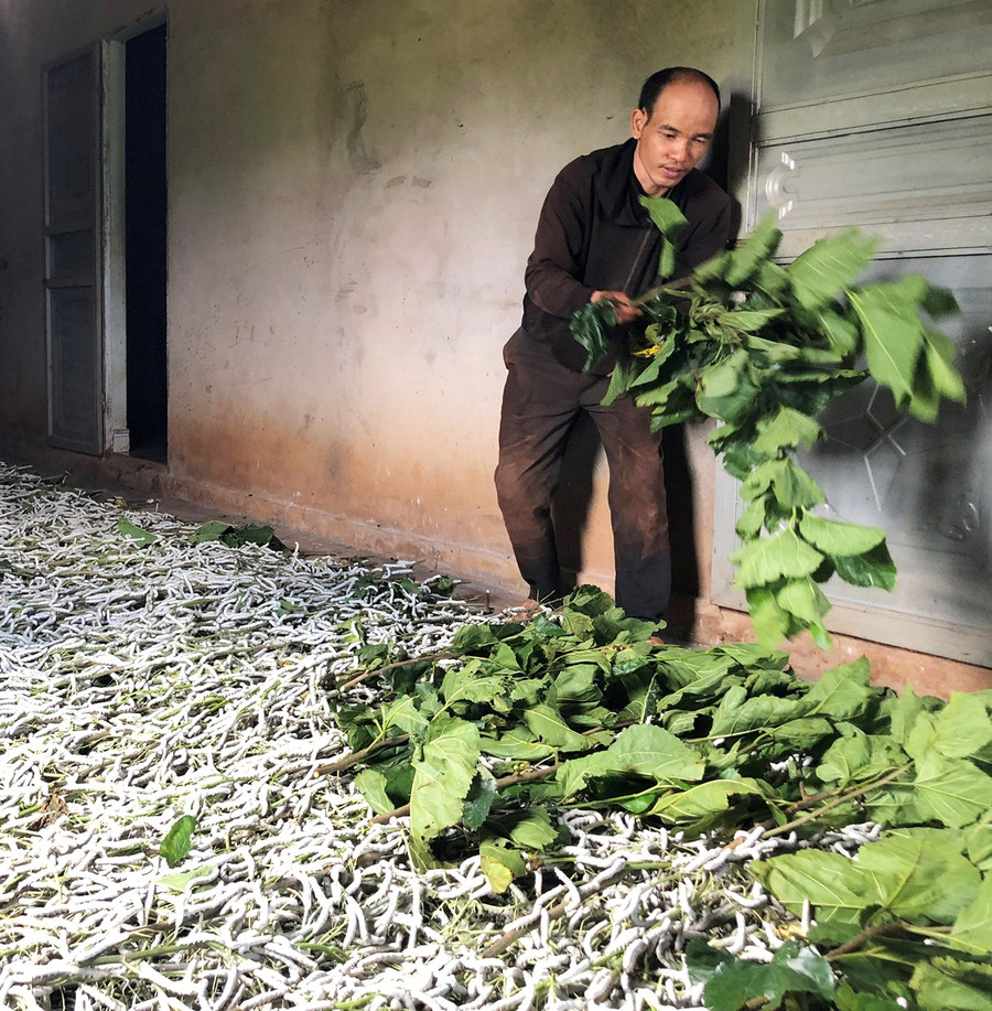 Anh Hạ rải từng cành dâu trực tiếp lên những con tằm đang nuôi dưới nền xi măng. Ảnh: Anh Huy