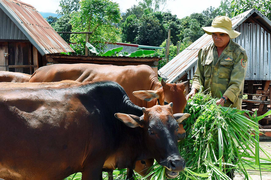 Ông Vôt (thôn Brếp, xã Đak Djrăng) cho hay, hiện gia đình ông đang nuôi 12 con bò, 4 con dê, trồng 4 ha cao su, 2 ha cà phê; bình quân mỗi năm thu nhập trên 100 triệu đồng.
