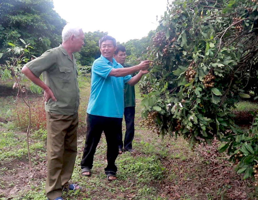 Cựu chiến binh Vũ Ngọc Hòa (giữa; thôn Mới, xã Chư Rcăm) trao đổi kinh nghiệm trồng nhãn với các hội viên (ảnh chụp đầu tháng 4-2021). Ảnh: Lê Nam