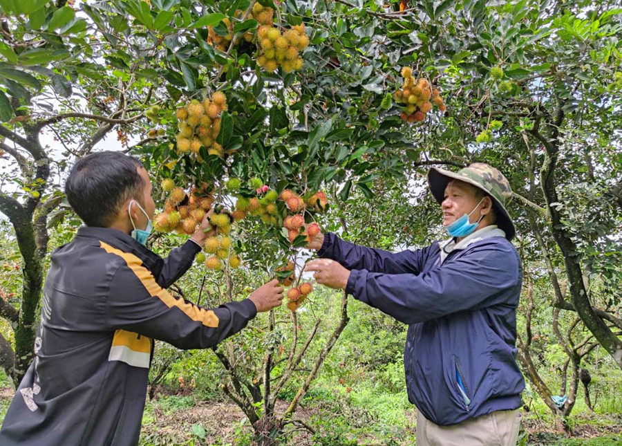 Người dân xã Ia Tô lo lắng vì chôm chôm chín đỏ cành nhưng không tìm ra người thu mua. Ảnh: Thiên Di Người dân Ia Tô lo lắng vì chôm chôm chín đỏ cành nhưng không tìm ra người thu mua do dịch Covid-19. Ảnh: Thiên Di