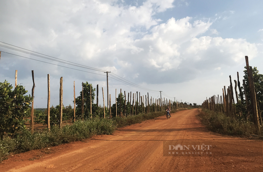 Khi hồ tiêu rớt giá thê thảm, không chỉ dân nghèo mà cả những 