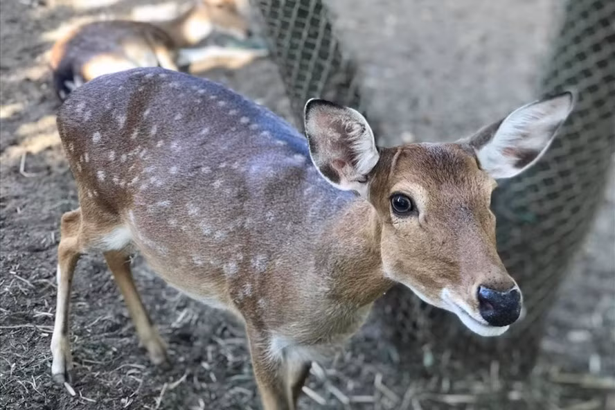  Nhiều loại động vật từng được ghi nhận mắc COVID-19, trong đó có vật nuôi, thú tại khu bảo tồn... Ảnh: Thùy Linh