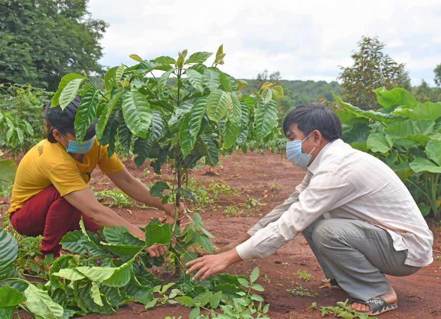 Anh Trương Văn Nghĩa cùng vợ chăm sóc vườn cà phê. Ảnh: Trần Dung
