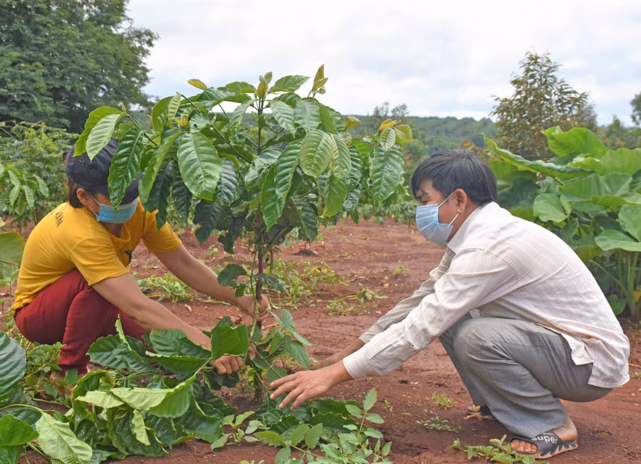 Anh Trương Văn Nghĩa cùng vợ chăm sóc vườn cà phê. Ảnh: Trần Dung