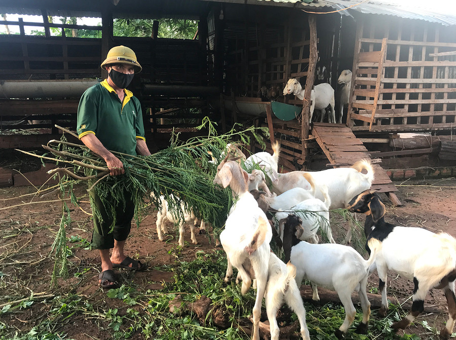 Ông Ngô Xuân Long (thôn Thiên An, xã Ia Blứ) chăm sóc đàn dê của gia đình. Ảnh: Nguyễn Diệp  Ông Ngô Xuân Long (thôn Thiên An, xã Ia Blứ) chăm sóc đàn dê của gia đình. Ảnh: Nguyễn Diệp