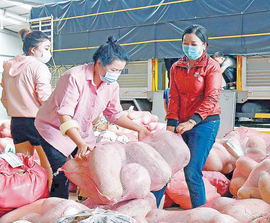 Người dân Gia Lai đóng gói củ quả để vận chuyển vào hỗ trợ TP. Hồ Chí Minh chống dịch. Ảnh: Đức Thụy