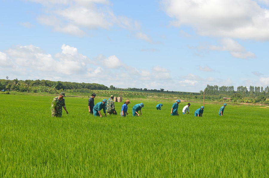 Lực lượng vũ trang huyện Ia Pa giúp dân làm lúa nước ở xã Pờ Tó. Ảnh: Anh Huy Lực lượng vũ trang huyện Ia Pa giúp dân làm lúa nước ở xã Pờ Tó. Ảnh: Anh Huy