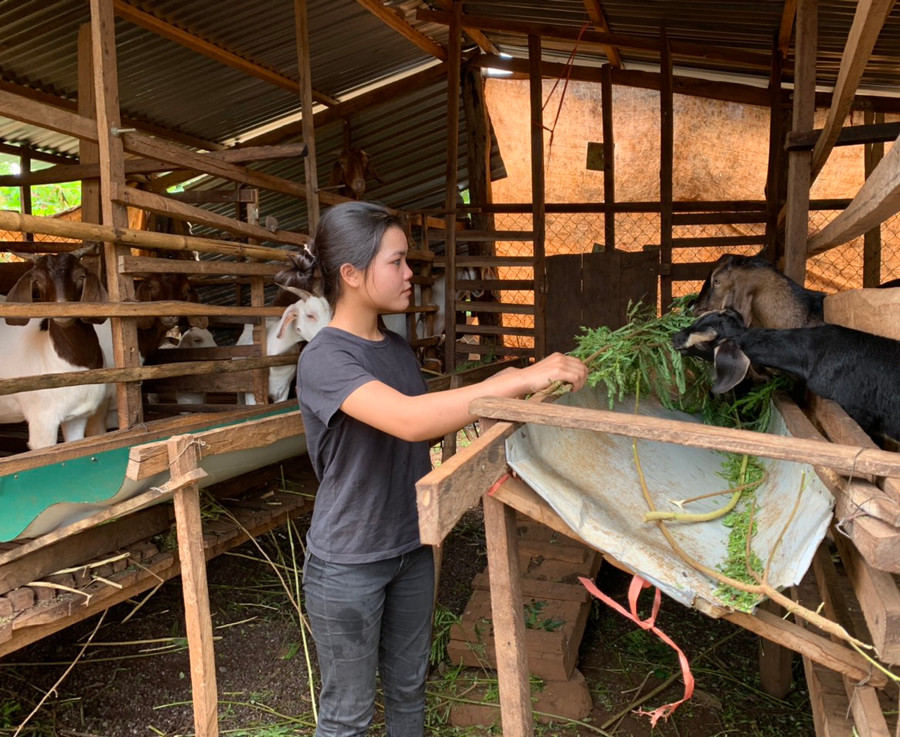 Nhiều hộ ở xã Ia Boòng chọn chăn nuôi dê để phát triển kinh tế gia đình. Ảnh: Nhật Hào Nhiều hộ ở xã Ia Boòng chọn chăn nuôi dê để phát triển kinh tế gia đình. Ảnh: Nhật Hào