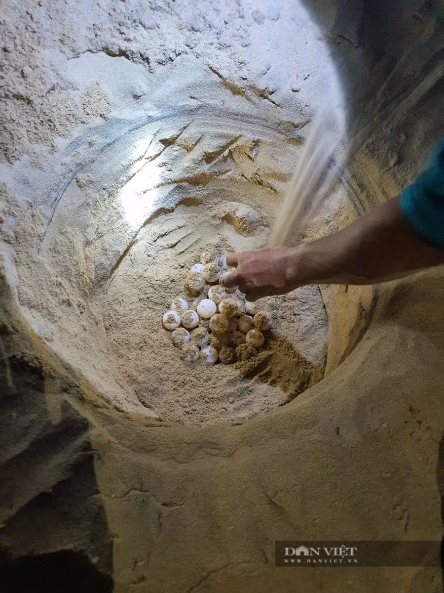 98 quả trứng được di chuyển đến nơi an toàn trước đó. Ảnh: TB.