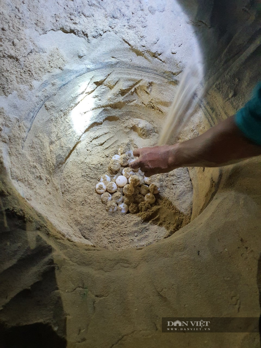 98 quả trứng được di chuyển đến nơi an toàn trước đó. Ảnh: TB 98 quả trứng được di chuyển đến nơi an toàn trước đó. Ảnh: TB.