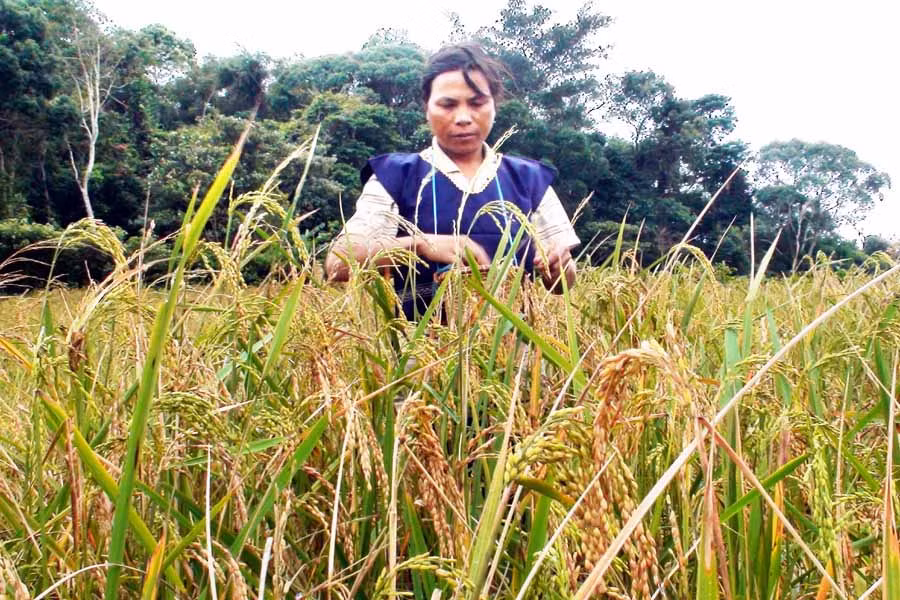 Người dân xã Krong (huyện Kbang) thu hoạch lúa Ba Rân. Ảnh: Trần Dung