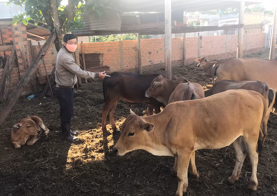 Cán bộ thú y Trung tâm Dịch vụ nông nghiệp huyện Đak Đoa tiêm phòng vắc xin viêm da nổi cục cho đàn bò người dân thị trấn Đak Đoa. Ảnh: Nguyễn Diệp 