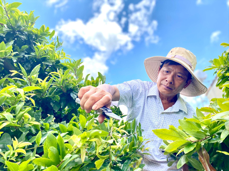 Ông Trương Thanh Hòa là người tiên phong mang mai vàng Bình Định lên trồng tại tổ 5, phường Yên Thế, TP. Pleiku. Ảnh: Hồng Thi