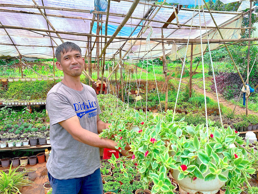Anh Đinh Trọng Toàn (tổ 9, phường Hoa Lư, TP. Pleiku) đang chuẩn bị cho vụ hoa Tết Nguyên đán Nhâm Dần 2022. Ảnh: Hồng Thi