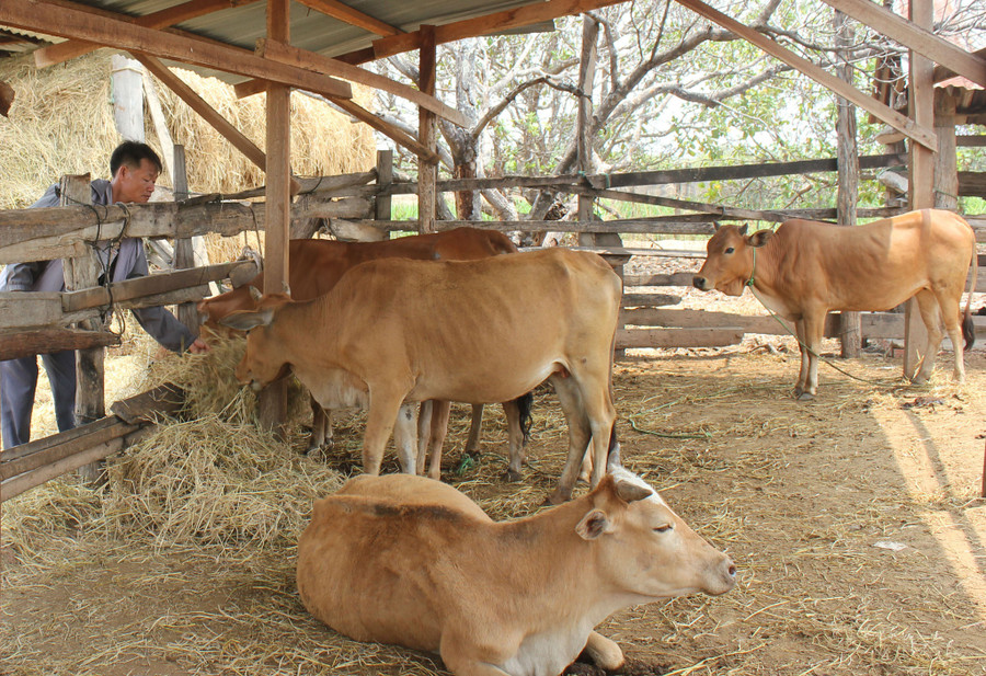 Dịch bệnh viêm da nổI cục ảnh hưởng đến hoạt động chăn nuôi trâu bò của nhiều hộ gia đình ở Đắk Lắk. Ảnh: Trung Chuyên