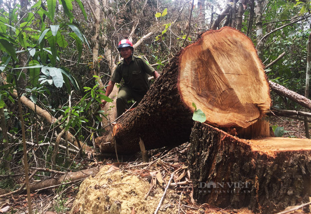 Tình trạng phá rừng như chốn không người diễn ra một thời gian dài ở lâm phần do Công ty Lâm nghiệp Ea Kar quản lý. Ảnh: N.G