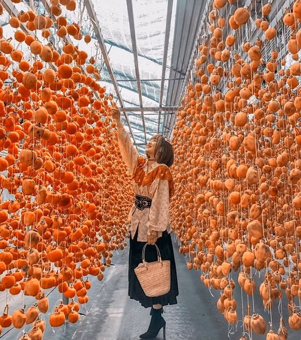 Vườn hồng treo Đà Lạt cũng là một trong những 