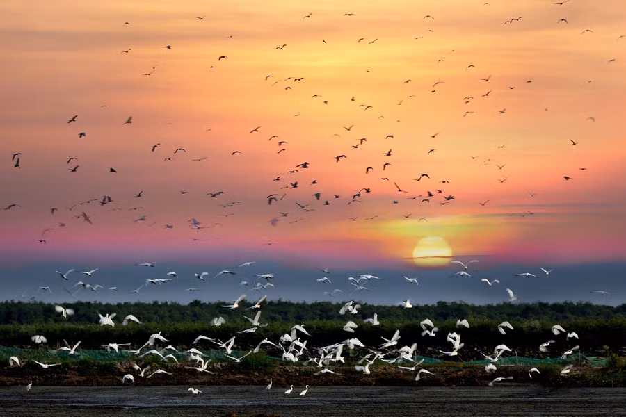 Chiều về ở KDL Cánh đồng ngập nước Láng Sen. Ảnh: Công Toại