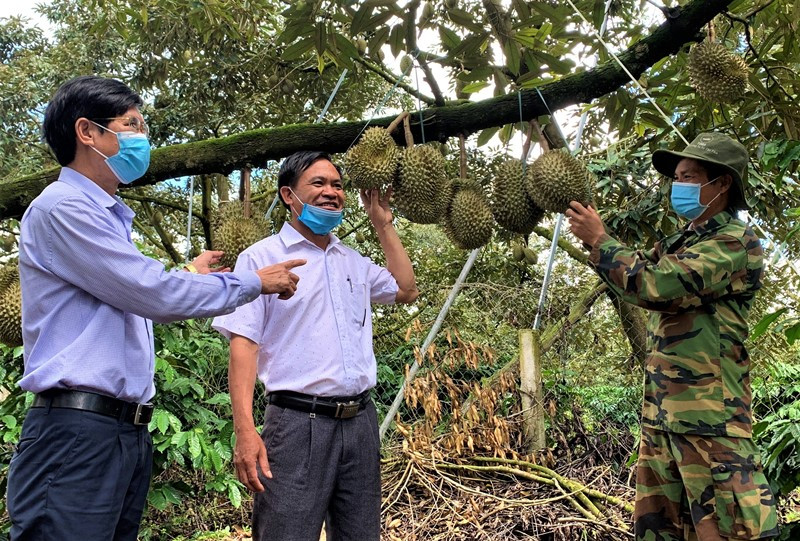  Lãnh đạo UBND xã Ea Yông, huyện Krông Pắc đến tận vườn thăm hỏi, nắm bắt nguyện vọng của người trồng sầu riêng khi việc tiêu thụ đang gặp khó khăn hơn mọi năm do dịch bệnh.