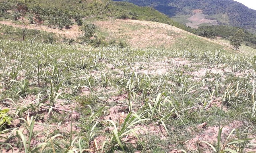 Nhiều diện tích mía ở khu vực gò đồi của xã Kông Lơng Khơng (huyện Kbang) kém phát triển vì nắng hạn kéo dài. Ảnh: Ngọc Minh Nhiều diện tích mía ở khu vực đồi cao của xã Kông Lơng Khơng (huyện Kbang) kém phát triển vì nắng hạn kéo dài. Ảnh: Ngọc Minh