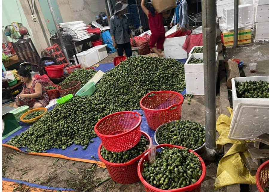 Vụ cau năm nay giá tăng cao ngất ngưỡng khiến nông dân hết sức phấn khởi.