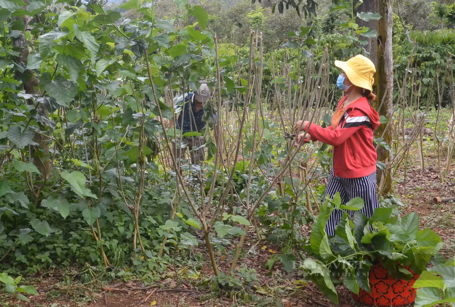 Năm 2020 gia đình chị Thảo, thôn Tân Lợi, xã Đắk R'Moan, TP Gia Nghĩa (Đắk Nông) đã quyết định chuyển đổi 2.000 m2 đất trồng cà phê sang trồng dâu nuôi tằm. Ảnh: ĐH