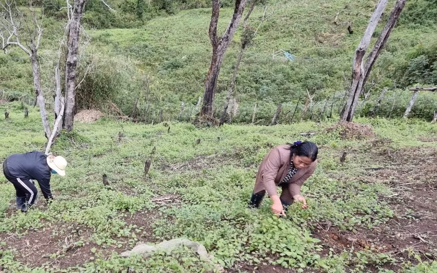 Người dân thăm vườn sâm dây trồng trên đất nương rẫy. Ảnh T.T