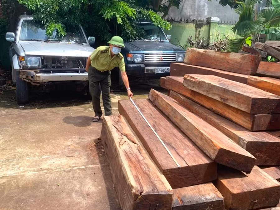 Cán bộ Hạt Kiểm lâm huyện Kông Chro kiểm đếm số gỗ tang vật thu giữ. Ảnh: Ngọc Minh