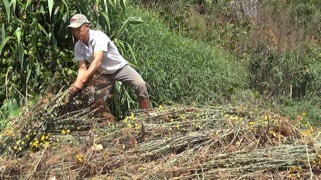 Ông Nguyễn Hạnh xót xa khi phải nhổ bỏ hàng chục ngàn cây hoa cúc vì không thể bán được. Ảnh: V.L