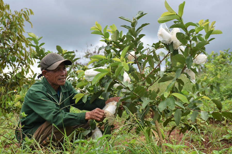 Gia đình ông Trương Minh Chuân (thôn Hợp Hòa) được Hội Nông dân xã Ia Drăng hỗ trợ trồng cây ăn quả. Ảnh: Trần Dung
