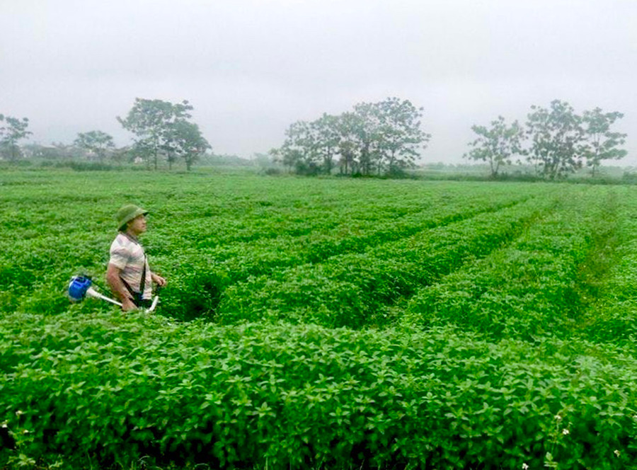 Vùng nguyên liệu trồng cây bạc hà tại huyện Kông Chro của An An Solarfarm. Ảnh: Hà Duy Vùng nguyên liệu bạc hà tại huyện Kông Chro của An An Solarfarm. Ảnh: Hà Duy