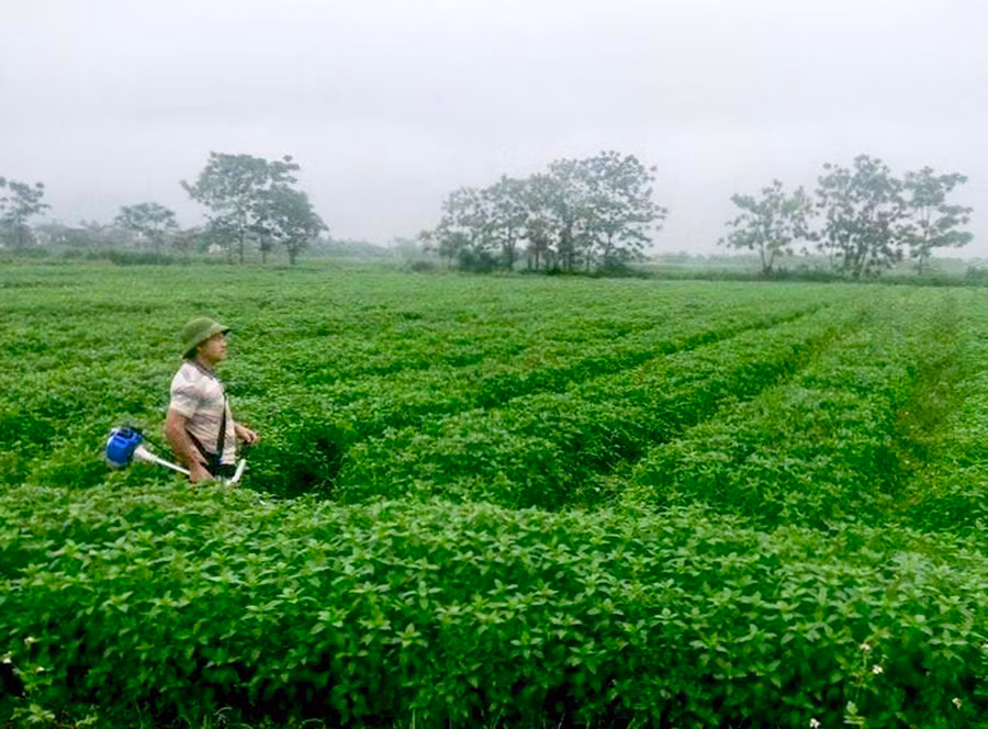 Vùng nguyên liệu bạc hà tại huyện Kông Chro của An An Solarfarm. Ảnh: Hà Duy 