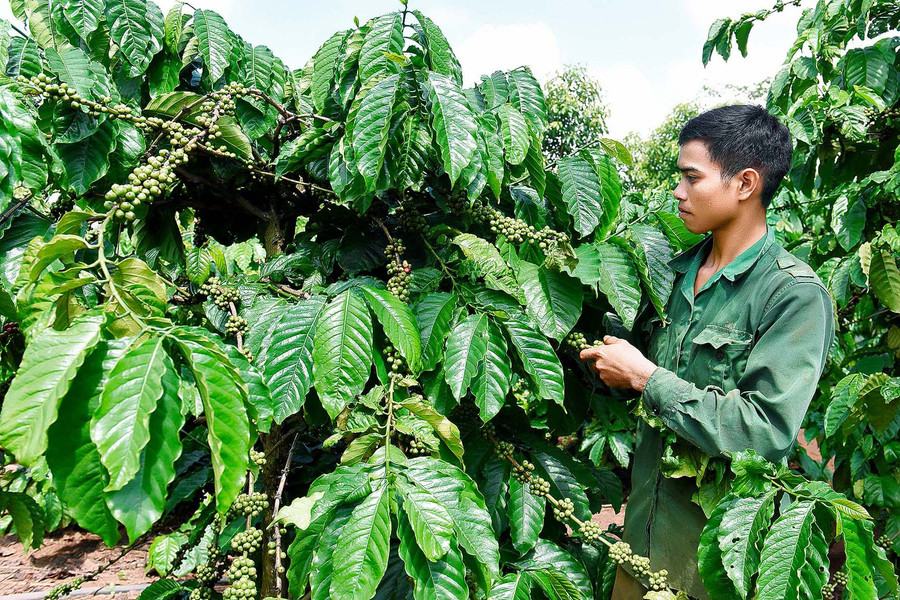 Để phát triển kinh tế gia đình, ngoài chăn nuôi dê, anh Gưng (làng Đê Kốp, thị trấn Kon Dơng) còn trồng 1 ha cà phê và nuôi bò. Thu nhập của gia đình hiện đạt gần 100 triệu đồng/năm.