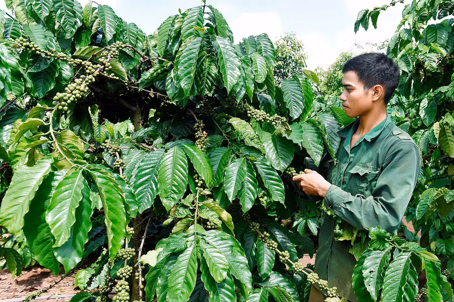 Để phát triển kinh tế gia đình, ngoài chăn nuôi dê, anh Gưng (làng Đê Kốp, thị trấn Kon Dơng) còn trồng 1 ha cà phê và nuôi bò. Thu nhập của gia đình hiện đạt gần 100 triệu đồng/năm.