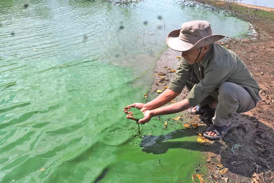 Vào mùa khô, nước sông Ba đoạn qua bến đò xã Chư Ngọc (huyện Krông Pa) đặc quánh tảo xanh và có mùi hôi. Ảnh: Hồng Thương