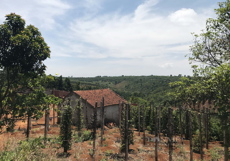 Hồ tiêu rớt giá nhiều gia đình bỏ vườn tược, nhà cửa vào Nam tìm việc làm (trong ảnh: Một gia đình ở xã Đắk N'Rung, huyện Đắk Song, Đắk Nông bỏ mặc vườn tiêu chết, đóng cửa đi làm ăn xa). Ảnh: Duy Hậu.