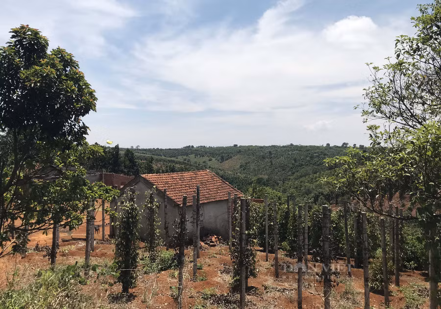 Hồ tiêu rớt giá nhiều gia đình bỏ vườn tược, nhà cửa vào Nam tìm việc làm (trong ảnh: Một gia đình ở xã Đắk N'Rung, huyện Đắk Song, Đắk Nông bỏ mặc vườn tiêu chết, đóng cửa đi làm ăn xa). Ảnh: Duy Hậu.