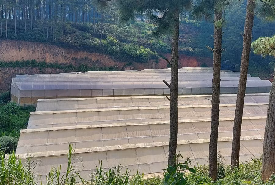 Việc tháo dỡ nhà kính, nhà lưới 