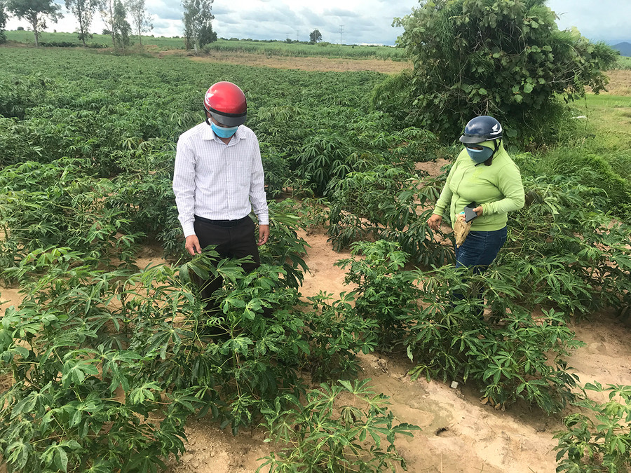  Diện tích mì nhiễm bệnh khảm lá vi rút tại xã Kim Tân, huyện Ia Pa. Ảnh: Quang Tấn