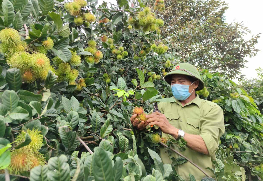 Ông Cao Xuân Cận (thôn 6, xã Ia Tô, huyện Ia Grai) buồn bã vì vườn chôm chôm đến kỳ thu hoạch nhưng không có người mua. Ảnh: Thiên Di Ông Cao Xuân Cận (thôn 6, xã Ia Tô, huyện Ia Grai) buồn bã vì vườn chôm chôm đến kỳ thu hoạch nhưng không có người mua. Ảnh: Thiên Di