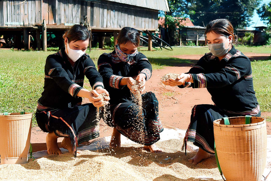 2.Sau khi thu hoạch, thóc được phơi khô rồi mới đem đi đến kho thóc của làng. 