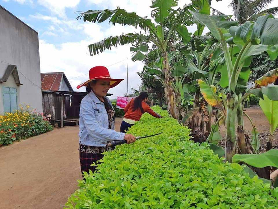 Phụ nữ làng Jun (xã Yang Bắc, huyện Đak Pơ) cắt tỉa hàng rào quanh nhà. Ảnh: Nguyễn Hiền
