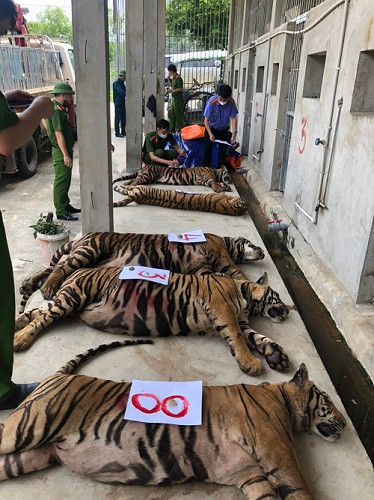 Những cá thể hổ được đưa ra khỏi nơi nuôi nhốt trái phép ở xã Đô Thành, huyện Yên Thành, tỉnh Nghệ An. Ảnh: Cổng thôn tin điện tử Viện kiểm sát nhân dân tỉnh Nghệ An Những cá thể hổ được đưa ra khỏi nơi nuôi nhốt trái phép ở xã Đô Thành, huyện Yên Thành, tỉnh Nghệ An. Ảnh: Cổng thôn tin điện tử Viện kiểm sát nhân dân tỉnh Nghệ An