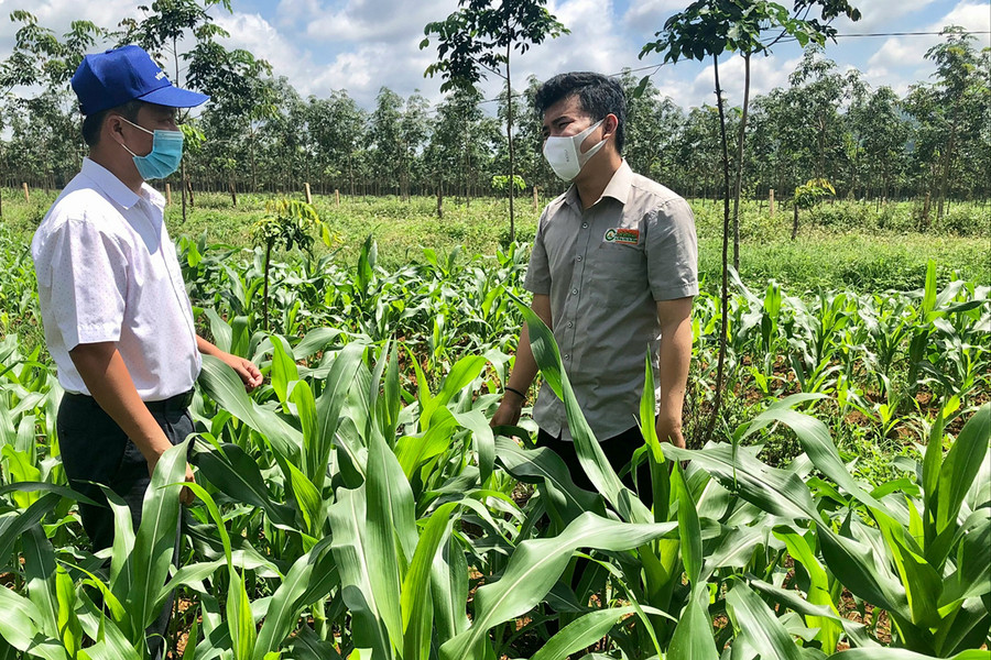 Vụ mùa 2021, Tập đoàn Lộc Trời liên kết với Hợp tác xã Dịch vụ nông nghiệp Nghĩa Hòa (xã Nghĩa Hòa, huyện Chư Păh) triển khai mô hình trồng bắp sinh khối với diện tích 100 ha. Ảnh: Minh Nguyễn Vụ mùa 2021, Tập đoàn Lộc Trời đã liên kết với HTX Dịch vụ nông nghiệp Nghĩa Hòa (xã Nghĩa Hòa) triển khai mô hình trồng bắp sinh khối với diện tích 100 ha. Ảnh: Minh Nguyễn