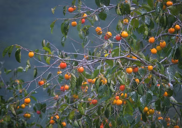 Mùa thu ở Đà Lạt cũng là lúc hồng chín rộ. Ảnh: dacsandalat